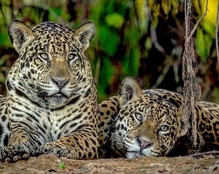 деь ягуаро12в